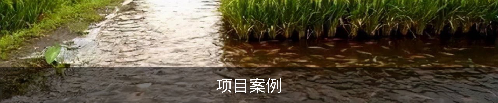 项目案例